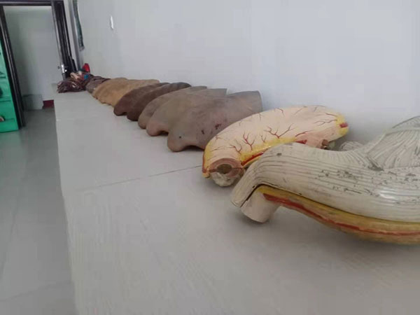 医学标本
