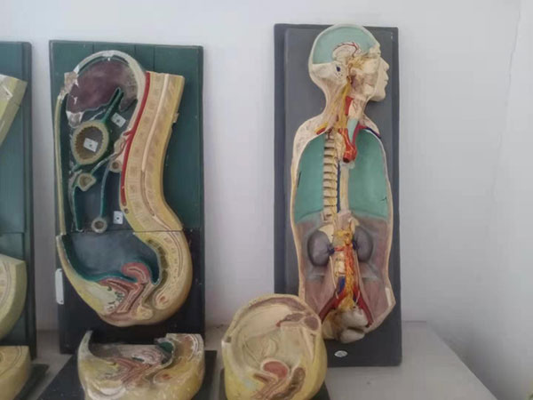 医学标本